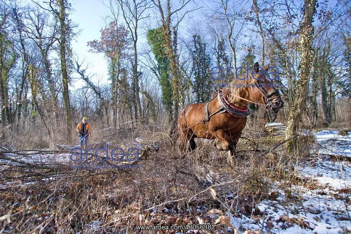 : Logging in the forest with a mare Comte Haut-Rhin : Logging in the forest with a mare Comte Haut-Rhin