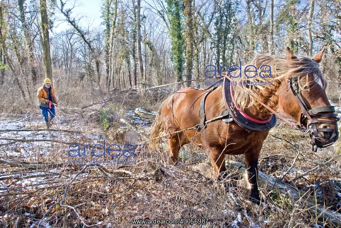 : Logging in the forest with a mare Comte Haut-Rhin : Logging in the forest with a mare Comte Haut-Rhin