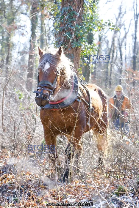 : Logging in the forest with a mare Comte Haut-Rhin : Logging in the forest with a mare Comte Haut-Rhin