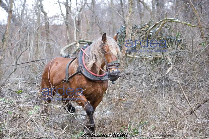 : Logging in the forest with a mare Comte Haut-Rhin : Logging in the forest with a mare Comte Haut-Rhin