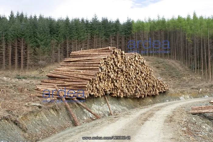 : Logging and forestry operations - Logs stacked : Logging and forestry operations - Logs stacked