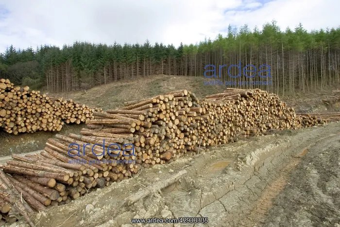 : Logging and forestry operations - Pine logs stacked : Logging and forestry operations - Pine logs stacked