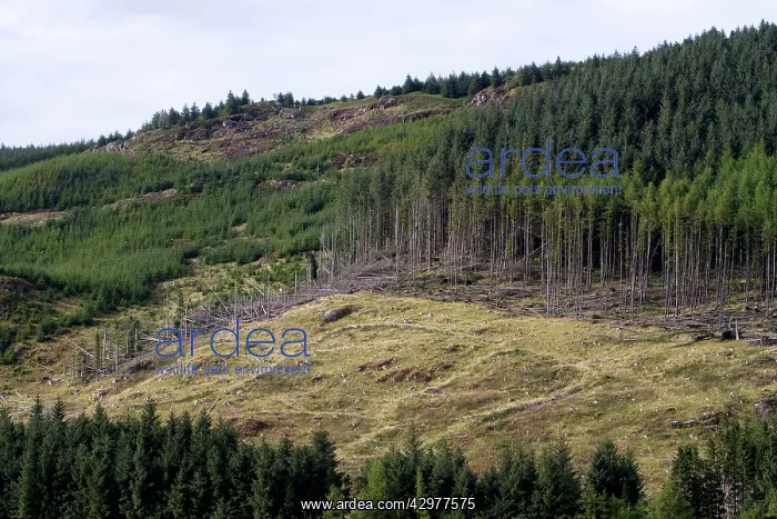: Logging on hillside : Logging on hillside