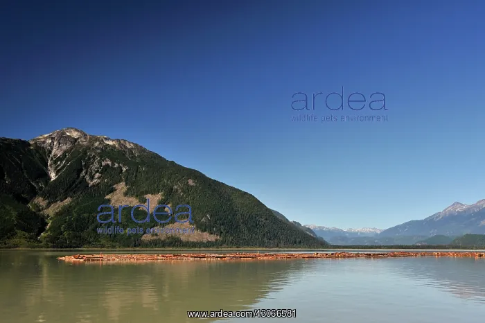 : Logging industry with logged wood floating in front of the c : Logging industry with logged wood floating in front of the c