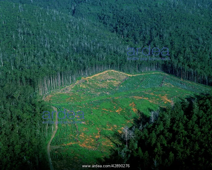 : Logging industry: native eucalypt forest cleared : Logging industry: native eucalypt forest cleared