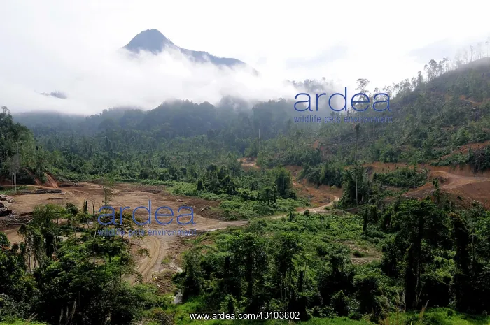 : Logging of Lowland Rainforest : Logging of Lowland Rainforest