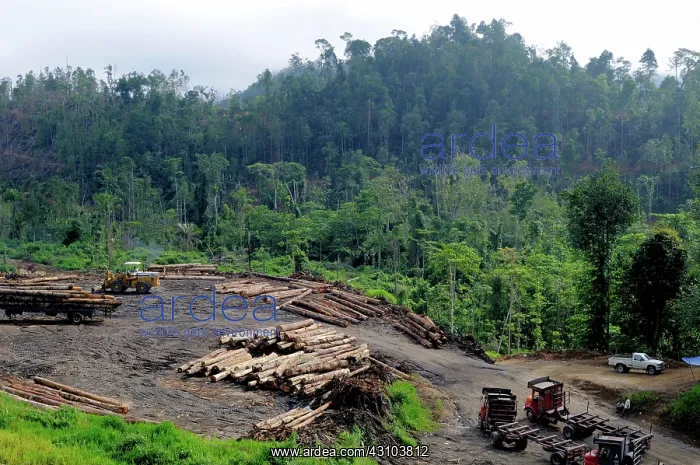 : Logging of Lowland Rainforest : Logging of Lowland Rainforest
