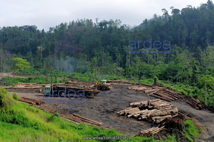 : Logging of Lowland Rainforest : Logging of Lowland Rainforest