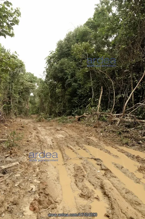: Logging Road in Rainforest : Logging Road in Rainforest
