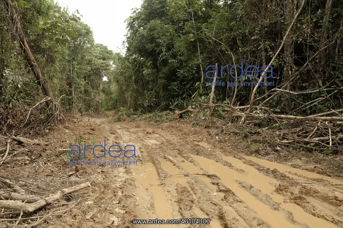 : Logging Road in Rainforest : Logging Road in Rainforest