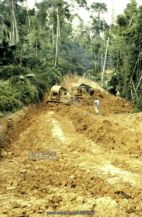 : Logging road in rainforest, Malaysia : Logging road in rainforest, Malaysia