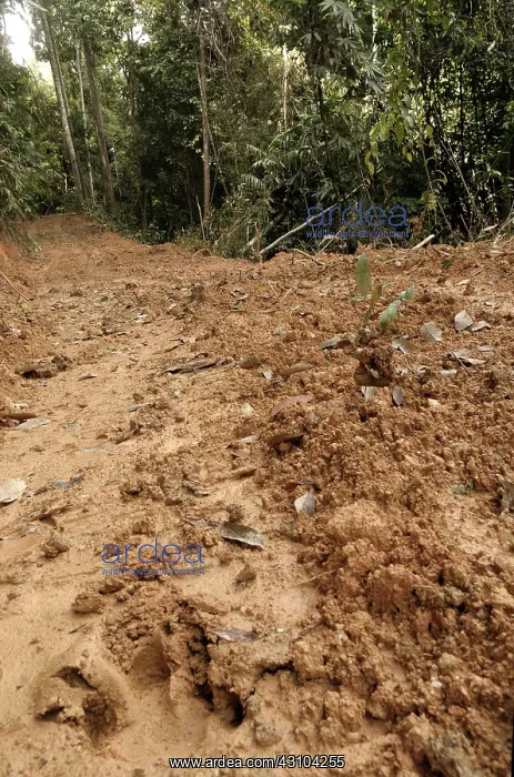: Logging Road with Tapir Tracks : Logging Road with Tapir Tracks