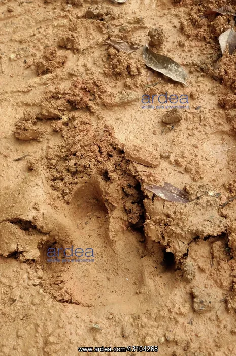 : Logging Road with Tapir Tracks : Logging Road with Tapir Tracks