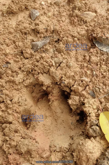 : Logging Road with Tapir Tracks : Logging Road with Tapir Tracks