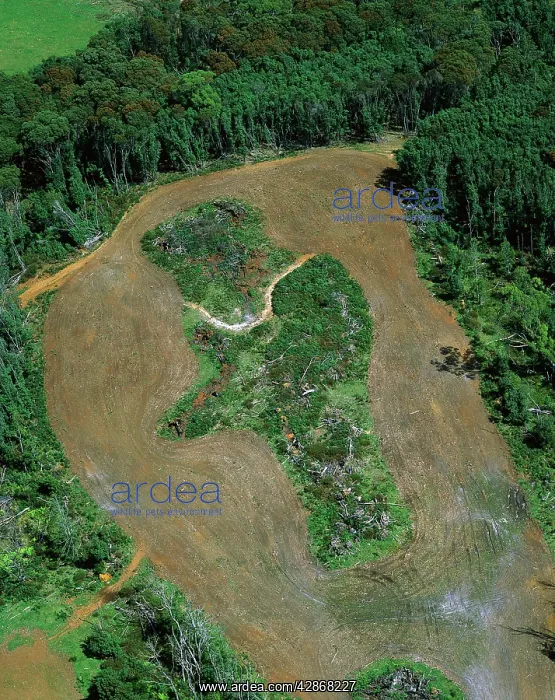 : Logging roads & forest clearing showing loss of : Logging roads & forest clearing showing loss of