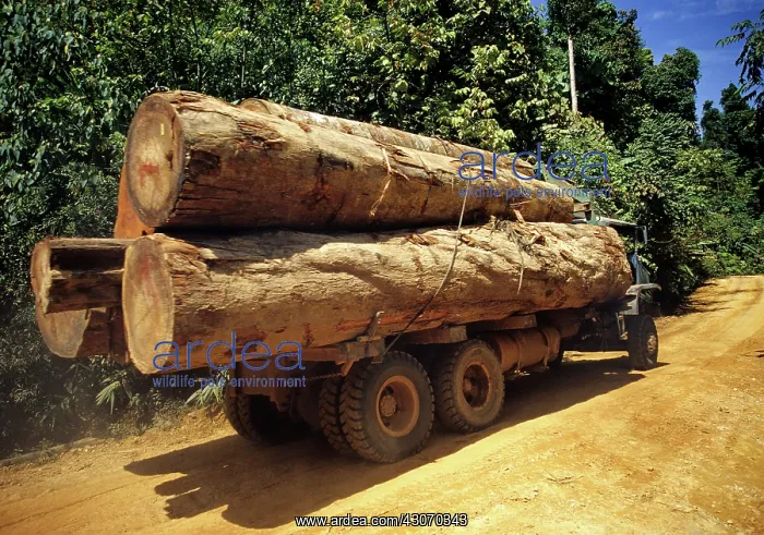 : Logging Truck in Malaysia : Logging Truck in Malaysia