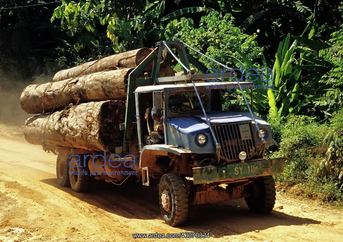 : Logging Truck with Tropical Trees : Logging Truck with Tropical Trees