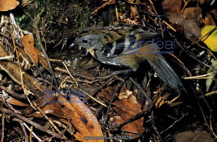 : Logrunner (Orthonyx spaldingii)
