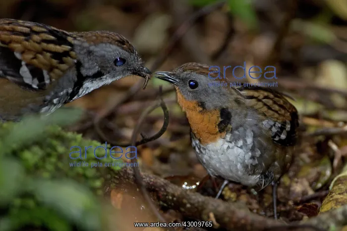 : Logrunner male offering food to female. O'Reilly's : Logrunner male offering food to female. O'Reilly's