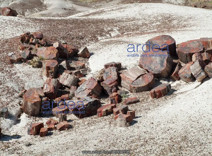 : Logs of Petrified Wood - when breaking into segments : Logs of Petrified Wood - when breaking into segments