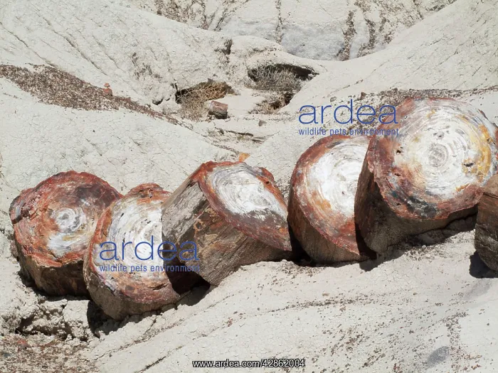 : Logs of Petrified Wood - when breaking into segments : Logs of Petrified Wood - when breaking into segments