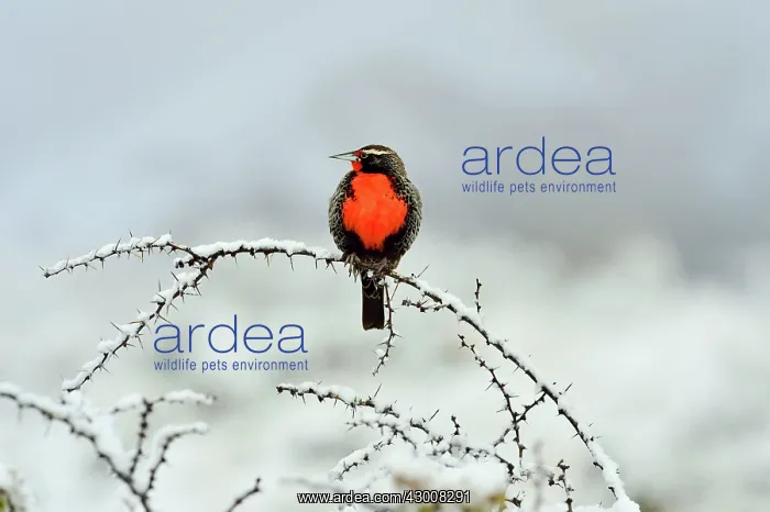 : Loica (Sturnella loyca). on snow covered branch - Santa Cruz : Loica (Sturnella loyca). on snow covered branch - Santa Cruz
