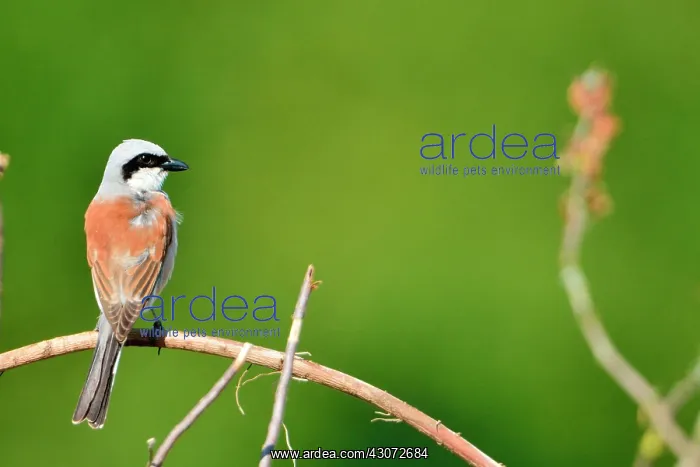 : Along the Loire : Along the Loire