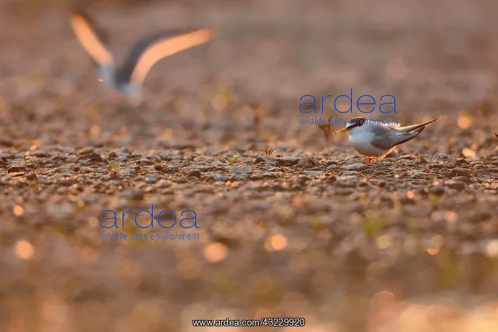 : Along the Loire : Along the Loire