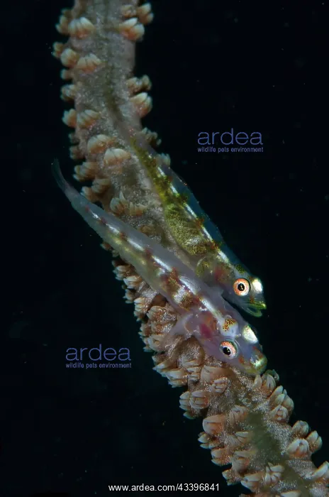 : Loki Whip Goby : Loki Whip Goby