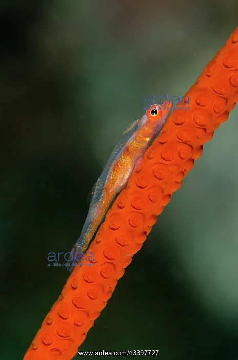 : Loki Whip Goby : Loki Whip Goby