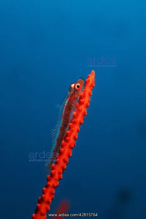 : Loki whip goby, Bryaninops loki, on red sea whip, Ellisella : Loki whip goby, Bryaninops loki, on red sea whip, Ellisella