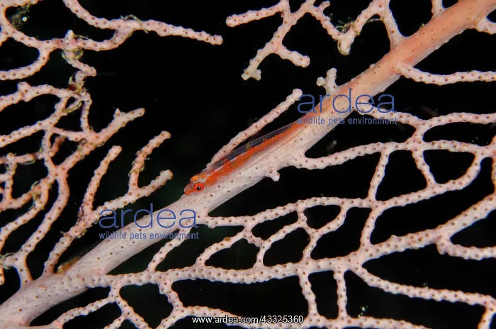  : Loki Whipgoby on sea fan - Elmoost dive site, Weda