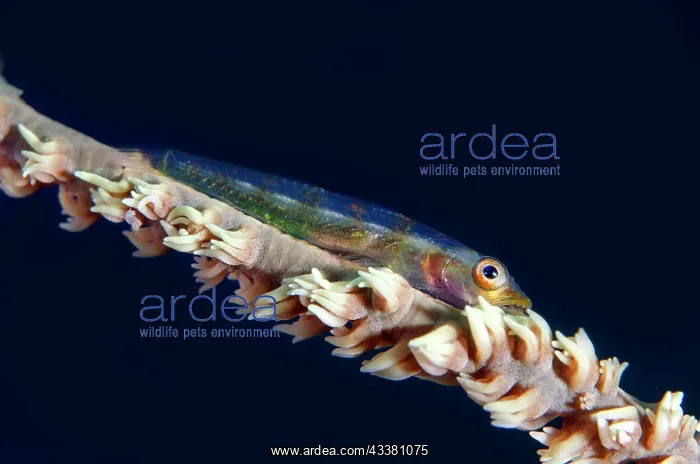: Loki Whipgoby - on Whip Coral (Alcyonacea Order) : Loki Whipgoby - on Whip Coral (Alcyonacea Order)