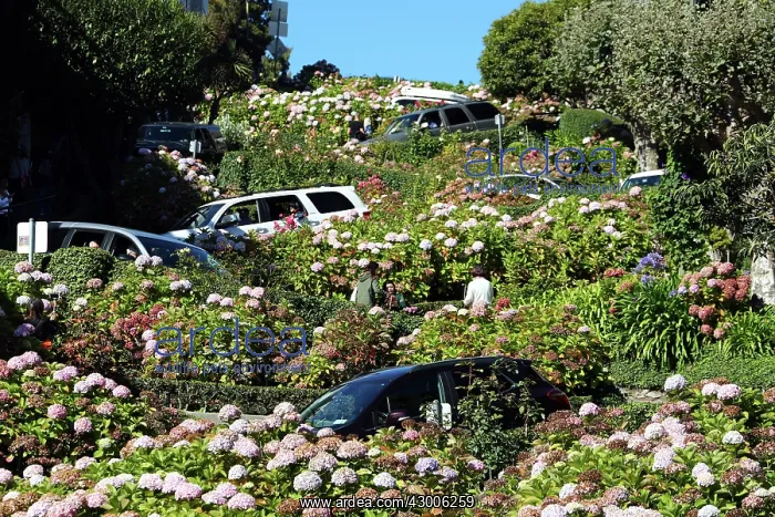 : Lombard Street, the crookedest street in the : Lombard Street, the crookedest street in the