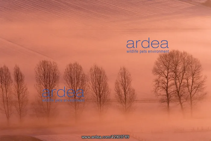  : Lombardy Poplar - early morning glow over snow