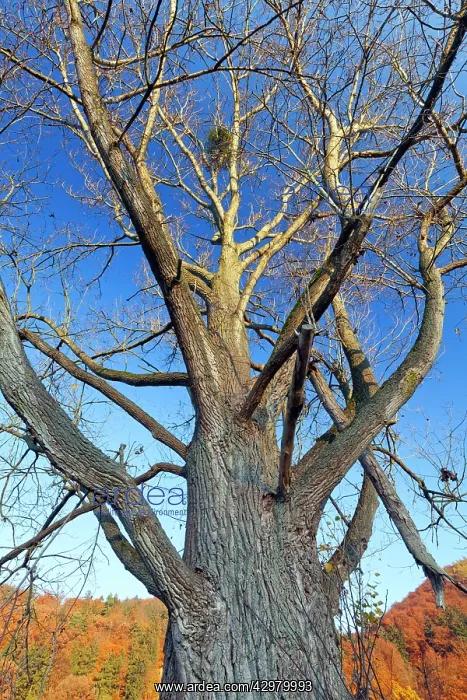 : Lombardy Poplar - mature tree - showing crown structure : Lombardy Poplar - mature tree - showing crown structure