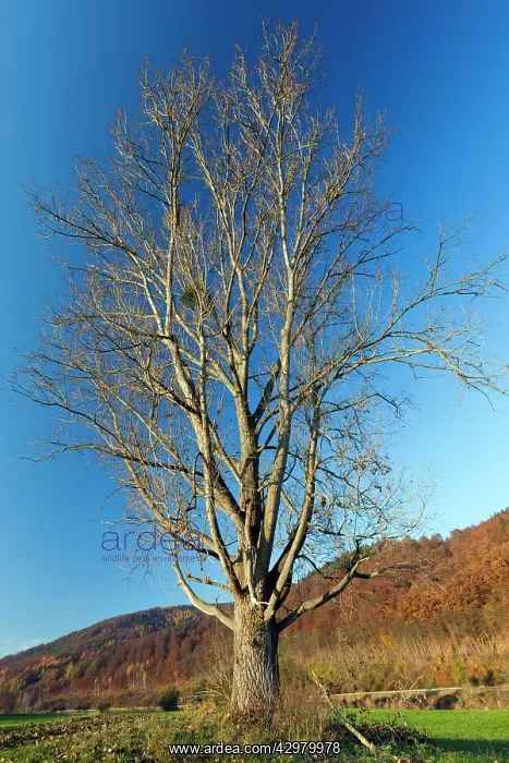 : Lombardy Poplar - mature tree standing on meadow : Lombardy Poplar - mature tree standing on meadow