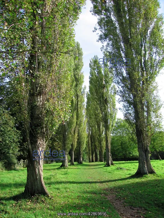 : Lombardy Poplar Trees avenue : Lombardy Poplar Trees avenue