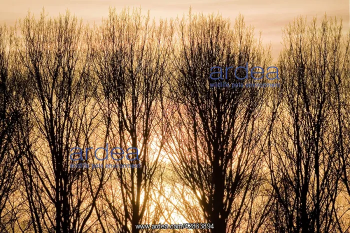 : Lombardy Poplar Trees with sunset behind : Lombardy Poplar Trees with sunset behind