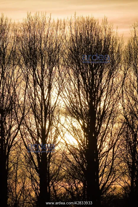 : Lombardy Poplar Trees with sunset behind : Lombardy Poplar Trees with sunset behind
