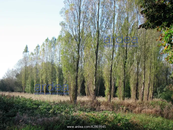  : Lombardy Poplars