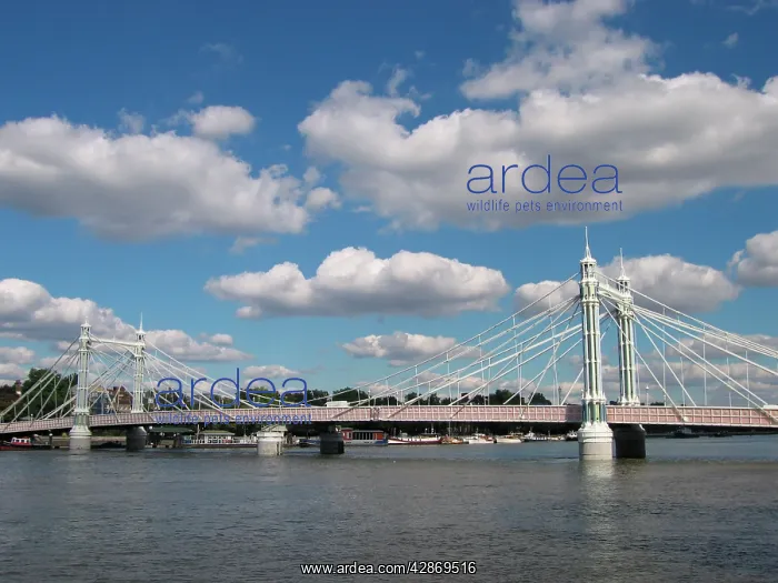 : London - Albert Bridge over River Thames, view : London - Albert Bridge over River Thames, view