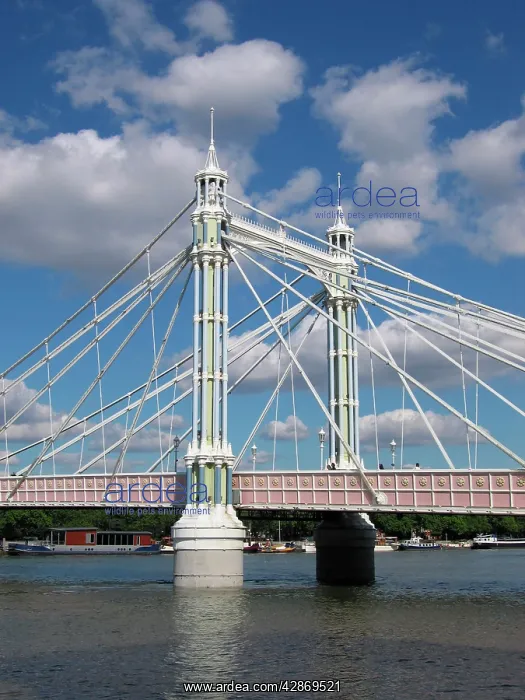  : London - Albert Bridge over River Thames view from