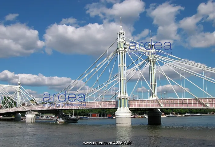 : London - Albert Bridge over River Thames view from : London - Albert Bridge over River Thames view from