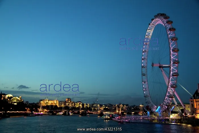 : The London Eye at night along the River : The London Eye at night along the River