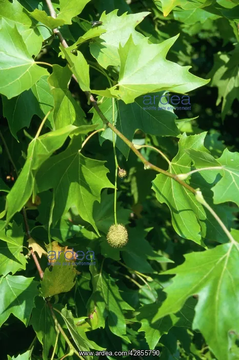  : LONDON PLANE