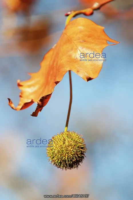 : London Plane : London Plane