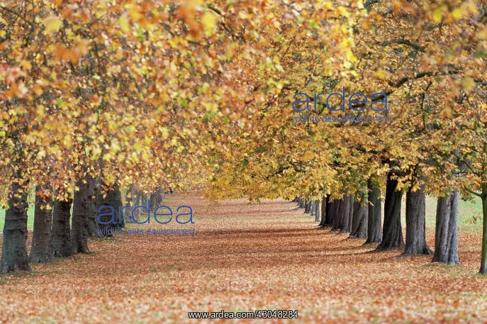 : London Plane : London Plane