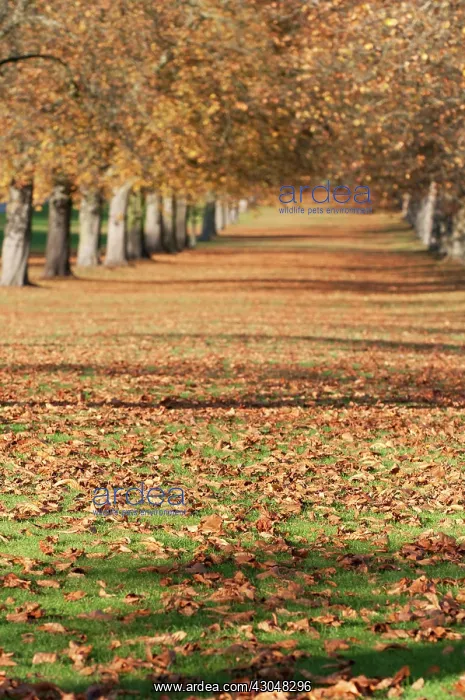 : London Plane : London Plane