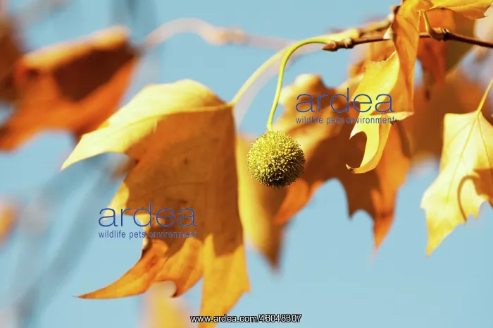 : London Plane : London Plane